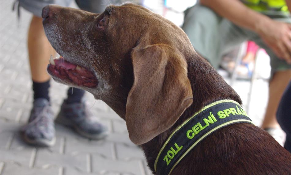 2014-7-29-1447detail bára.JPG